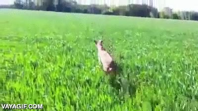 perro,complejo,canguro,saltitos,loquisimo