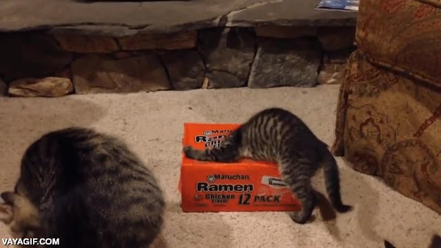 gato,gatos,adicci&oacute;n,ramen