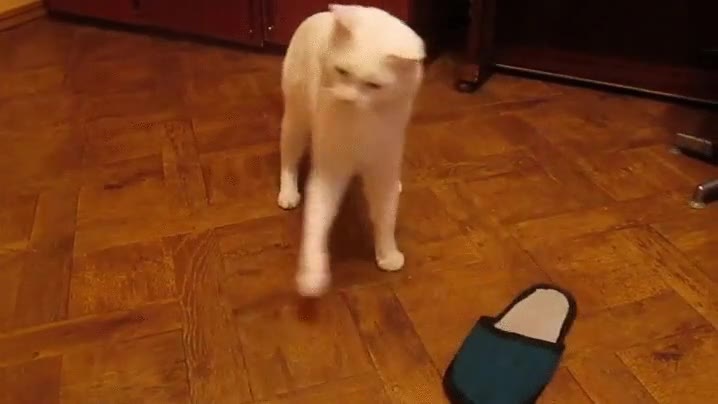 gato,molesto,zapatilla,favorita,tora