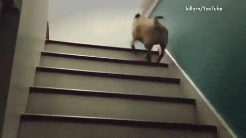 manera,subir escaleras,carlino,gracioso