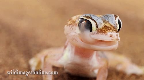 gecko,sonrisa,gui&ntilde;o,ojo,ligar,se&ntilde;ales,evidentes