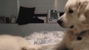 perro,sonrisa,torta,gato,mala uva,final. cama