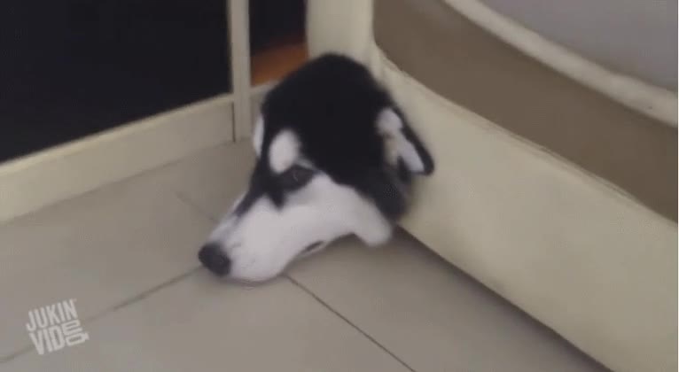 perro,ayuda,sof&aacute;,atrapado,cabeza,error