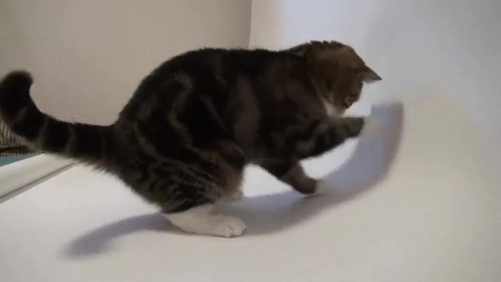 gato,jugando,rollo de papel,imaginario,pobre