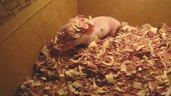 despertar,fiesta,resaca,cerdo,hojas