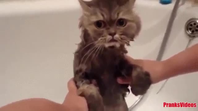 gato,bañera,baño,sentimiento,traición,que carita