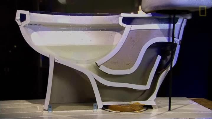 rata,demostrando,aparecer,nadar,cualquier momento,retrete,wc