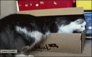 gato,caja,houdini,esconderse