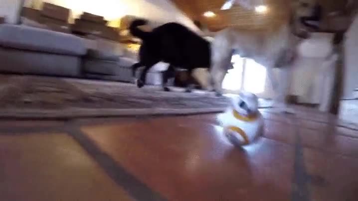 BB8,star wars,perseguir,perros,terror