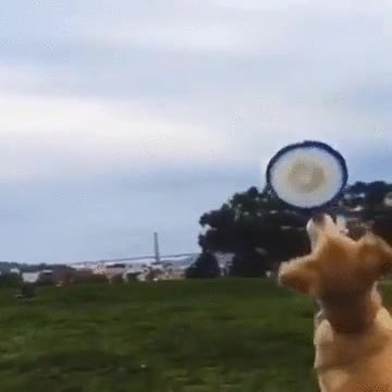 perro,atleta,frisbee,pobre,salto,fail
