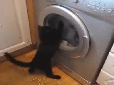 Todo el mundo sabe que las lavadoras son los enemigos naturales de los gatos gato,lavadora,enemigo,giro,pelea