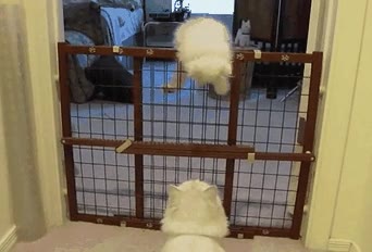 gato,sensación,satisfacción,hijo,aprende