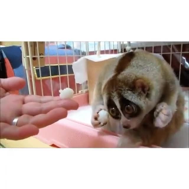 perezoso,slow loris,cara de pena,verduras