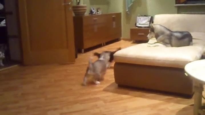 perro,hijos,sof&aacute;,vueltas,sentarse