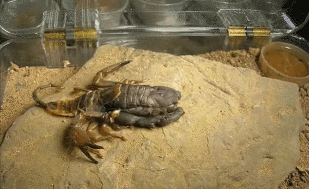 escorpi&oacute;n,cambiar de piel