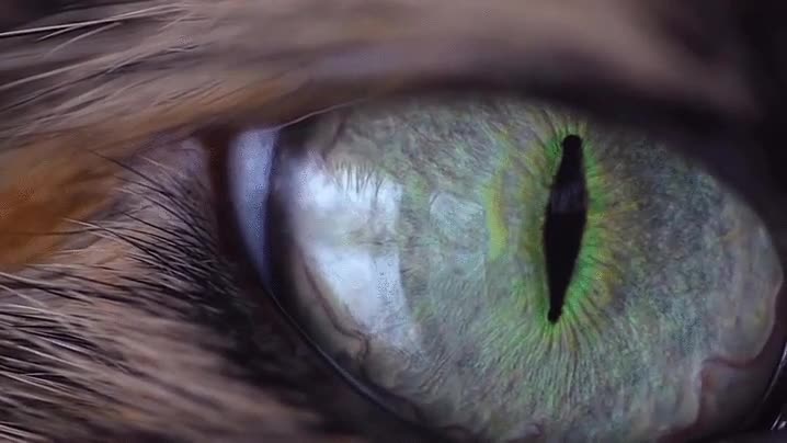 ojo,gato,detalle,colores,objetivo,macro