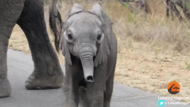 madre,elefante,amistades,protectora