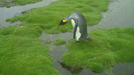 superar,pingüino,salto,orgulloso