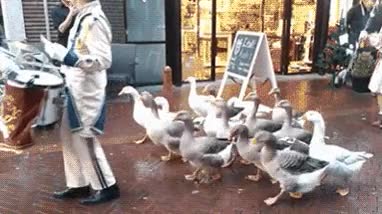 Enlace a Lo que ha acabando siendo el Duck Army