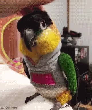 capucha,assassin's creed,p&aacute;jaro