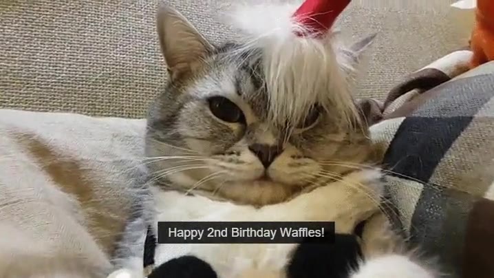 waffles,gato,cumplea&ntilde;os,2 a&ntilde;os,entusiasmo