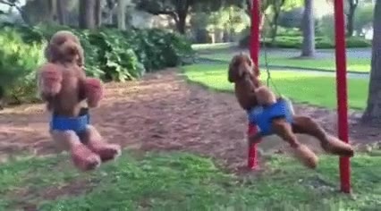 parque,perros,columpio,diversi&oacute;n