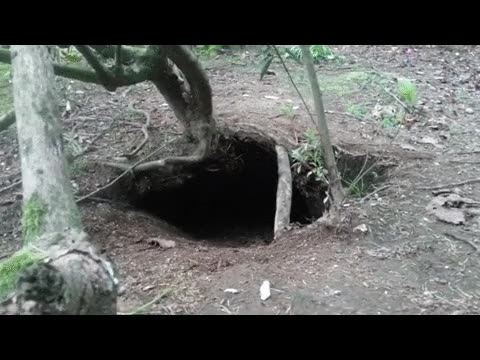 madriguera,zorro,topo,perro