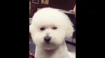 perro,peluquero,cortar,puntas