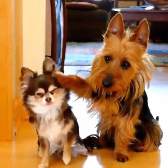 comido,croquetas,perro,acusar,cocina