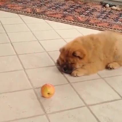 manzana,perro,miedo,terror