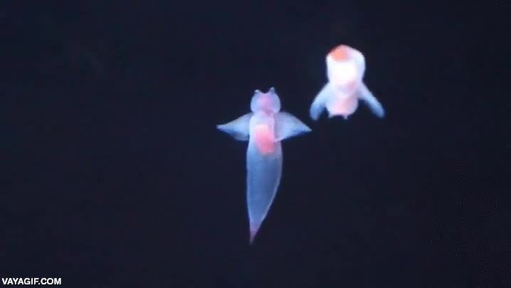 angeles,mar,criaturas,bonitas