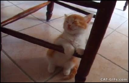 gato,silla,dormir,clase,sue&ntilde;o