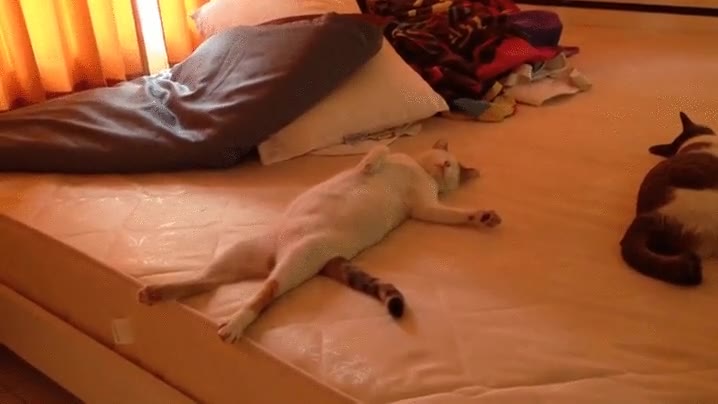 gato,dormir,cama,resaca,domingo