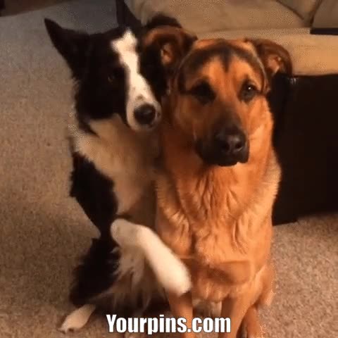 perro,amistad,mejor amigo