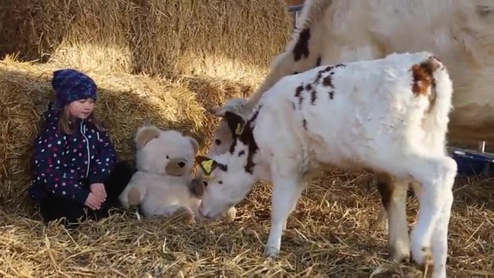 jugar,teddy,oso,vacas,ni&ntilde;a