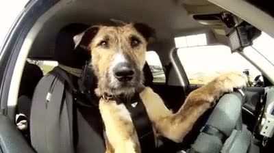 perro,autoescuela,conducir,coche