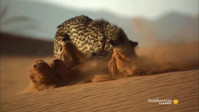 Los gatos siguen siendo gatos, no importa el tamaño ni el lugar gatos,leopardo,tamaño,lugar