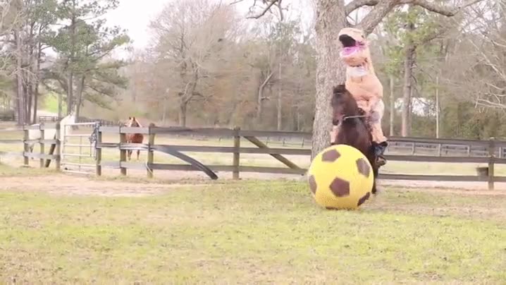 caballo,dinosaurio,pelota,locura