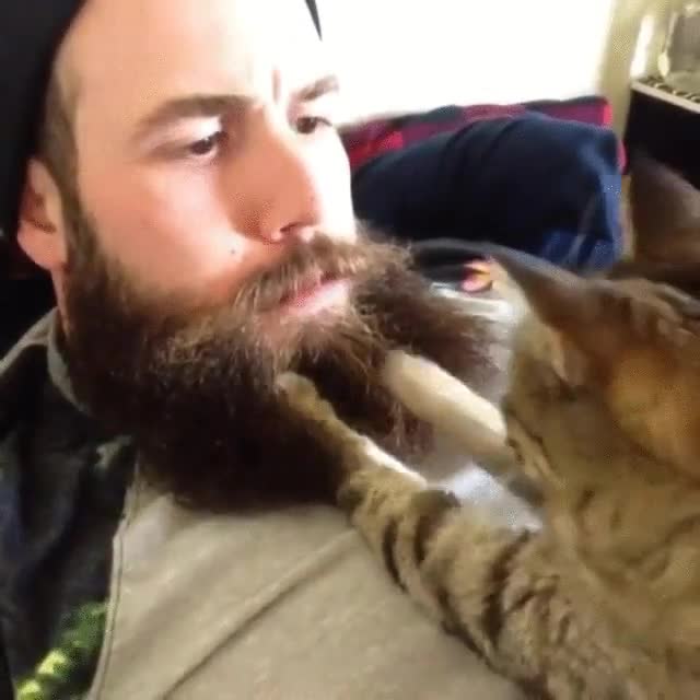 barbas,control,calidad,gato