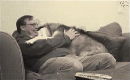 perro,sofa,cansado,curro,recibimiento,abrazo