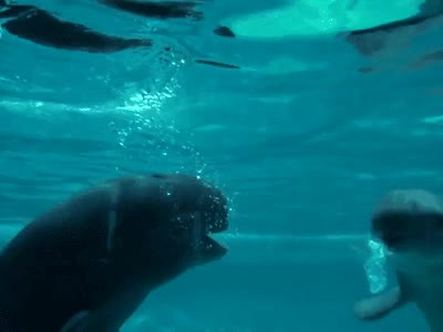 juego,moda,delfines,burbuja,agua