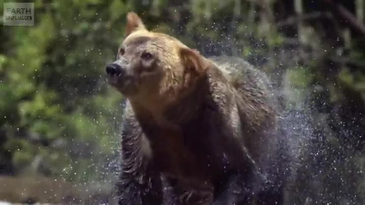 El Renacido,oso,Leonardo DiCaprio,agua