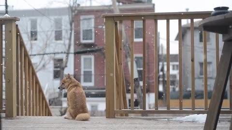 perro,nieve,sentado,san valent&iacute;n