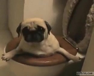 perro,atrapado,lavabo,taza