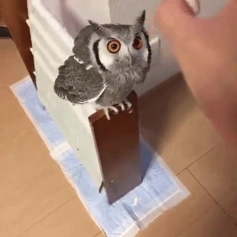 estrés,buho,ganar pero,gordo