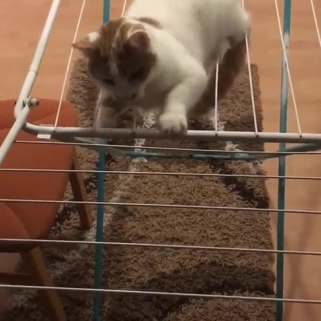 gato,descubre,zonas,mejor,no sentarse