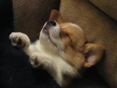 perro,manta,vivir,mejor