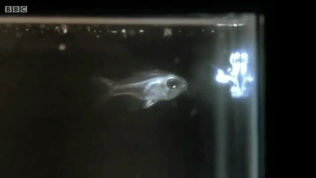 pez,kame hame ha,disparo,agua