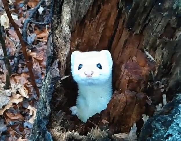 gente maja,arbol,inesperado