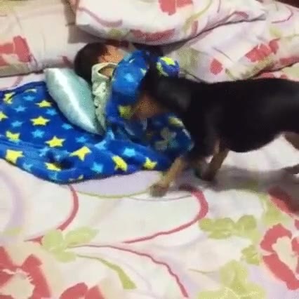 perro,manta,beb&eacute;,humano